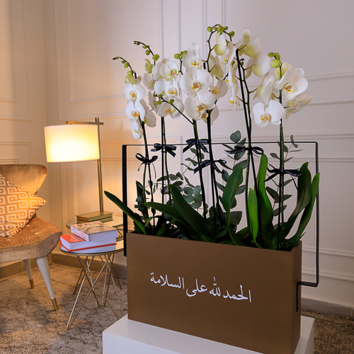 XL Orchid Stand - Huge basket full of orchid plants fits all of your occasions  
 Height: 100cm - Width: 50cm