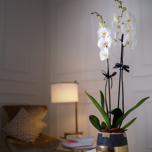 Orchid In Gold - Gold vase with an orchid plant 
 Height: 60cm - Width: 25cm