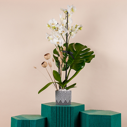 Orchidian II - This bouquet contains orchids plant with monstera.  Height: 75 cm - Width: 35 cm