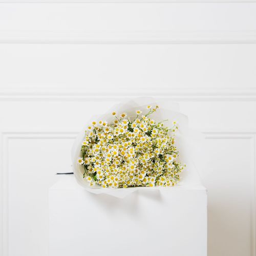 Daisy Bouquet - This bouquet contains fresh Daisy flower in a white wrapping. 
   Height: 50 cm -  Width: 30 cm