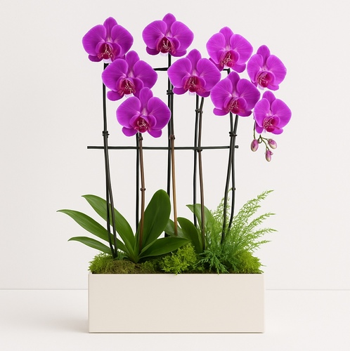 Orchidée Royale - Purple Orchids