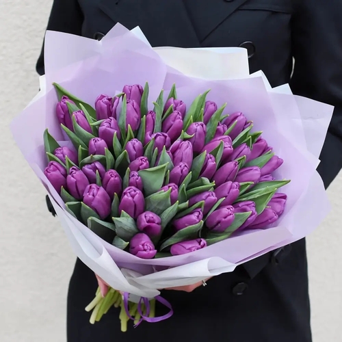 توليب بنفسجى - 50 pcs tulip