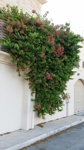 ياسمين هندي احمر متسلق الوسط - ياسمين هندي احمر متسلق الوسط  حوض 35سم  ارتفاع مترين تقريباً العمر سنه  افضل نوع تجده في مزرعه ابرار يتحمل الحراره   سريع النمو  كثيف التزهير  رائحه قويه جدا وخصوصا في المساء ذو الورقه الكبيره ويعتبر مشتل ابرار تقريبا الوحيد الذي ينتج هذا النوع ولا يحتاج لاهتمام كثير  وقت الزراعه فقط جهز حفره عمق متر وعرض متر  وضع تربه جيده غنيه بالبتموس والبرلايت والسماد وينصح باستخدام تربة ابرار الجاهزه  وبعدها نزرع الشتله  اما بالنسه للري في الشتاء يوم وترك نسقي او حسب الحاجه وفي الصيف مرتين الى ثلاث مرات يوميا  جهز لها احبال تتسلق عليها