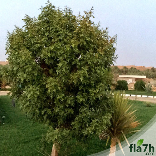 شجرة الفلفل العريض