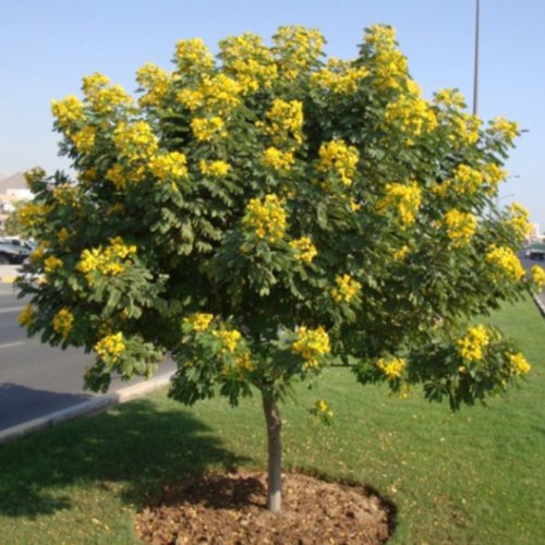 اكاسيا جلوكا حجم وسط - اكاسيا جلوكا حوض ٣٠ سم كيس زراعي تزهر من شهر ١٠ ولغاية شهر ٦ وتعتبر من اقوى اشجار الزينه في الكويت والخليج شجرة اكاسيا جلوكا من الاشجار المزهره الصغيره نسبيا، الازهار ذات لون اصفر لامع جدا. الاوراق مركبه خضراء اللون. غالبا ما يتم الازهار علي مدار السنه و لكن يكون بشكل اقوي في فصول الربيع و الصيف و الخريف. ينمو هذا النبات بسرعة هائلة جداً ليصل ارتفاعه إلى 7 أمتار وعرضه إلى 3 أمتار تقريباً. و موطن آسيا الاستوائية و شمال شرق استراليا. وينمو جيداً في الظروف الصحراوية تحت ضوء الشمس الكامل والحرارة العالية إذا تم ريّه. والأزهار ذهبية مفردة تحمل على نهايات الأفرع معظم السنة ولكن في الرياض تنتج بوفرة في الشتاء. و شجرة اكاسيا جلوكا لا تتحمل الصقيع لذلك يجب عدم زراعته في المواقع الباردة. وإذا تأثر النبات بدرجة حرارة منخفضة فإنه يستعيد نشاطه بسرعة ليبدأ الإزهار في الصيف. والتقليم ضروري في حالة استخدام هذا النبات سياجاً مزهراً، أو كشجرة مرتفعة ذات ساق واحد أو ستارة نباتية على دعامة. فقط وقت الزراعه جهز لها حفره بعمق متر وعرض متر  وتجهيز لها تربه غنيه بالتموس والسماد والبرلايت  ويفضل تربة ابرار الجاهزه غنيه بكافة العناصر المهمه للنمو الري : شتاء وقت الحاجه او يوم وترك في الصيف مرتين باليوم