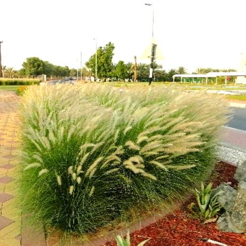 حلفا خضراء - سريع النمو يعطي مظهر جميل لحديقتك يتحمل الشمس المباشره  نبات الحلفا او عشبة النافورة يمتد توزيعه الجغرافي من شمالي إفريقيا إلى إفريقيا الاستوائية، وشبه الجزيرة العربية، والشرق الأوسط وجنوب غربي آسيا. ويصل ارتفاع هذا النبات النجيلي إلى 90 سم و 1.2 متر، وينتشر إلى 1.5 متر. وتظهر السنابل في أوائل الصيف ويصل طولها إلى نحو 20 سم. والحلفا نبات زينة معمر جذاب يحتاج إلى رعاية محدودة. كما أن القص بين وقت وآخر يزيد النمو كثافة ويشجع تجديد النمو. ويفضل التكاثر عن طريق البذور وكذلك من خلال التجزئة. ويمكن استخدام الحلفا في المناطق المفتوحة، وللزراعة في المنحدرات التلية وتثبيت المنحدرات وضفاف مجاري المياه. أما في المناطق الحضرية، فهناك العديد من المناطق المشهورة بوجود هذا النبات كطريق الملك فهد في مدينة الرياض، ومنتزه المربع، ووادي حنيفة، والعديد من الحدائق المنزلية. وقد أصبح نبات الحلفا منذ فترة طويلة من نباتات الزينة المفضلة لأنه يضفي على المواقع منظراً جميلاً هادئاً بوصفه أحد نباتات التغطية، التي تزرع في خطوط أو مجموعات أو تزرع على نطاق واسع. وهناك صنف من أصناف الحلفا اسمه كبريم ‘Cupreum’ ليس شديد التحمل كغيره من الأصناف الخضراء، لكنه مثلها يتمتع بجاذبية. وأوراقه حمراء غامقة أو حمراء مشوبة بلون قرمزي وسنيبلاته زهرية فاتحة. وتعد المواقع المحمية مثل الحي الدوبلماسي وحديقة قصر طويق الداخلية ملائمة لزراعته، حيث لا يتعرض للصقيع العرضي. وتتشابه احتياجات الري والتربة لهذا الصنف مع احتياجات النبات الأصلي، أي أنه ذو احتياجات منخفضة، إلا أنه لا يتحمل المياه الراكدة. فقط وقت الزراعه جهز لها حفره بعمق متر وعرض متر  وتجهيز لها تربه غنيه البتموس والسماد والبرلايت  ويفضل تربة ابرار الجاهزه غنيه بكافة العناصر المهمه للنمو الري : شتاء وقت الحاجه او يوم وترك في الصيف مرتين باليوم