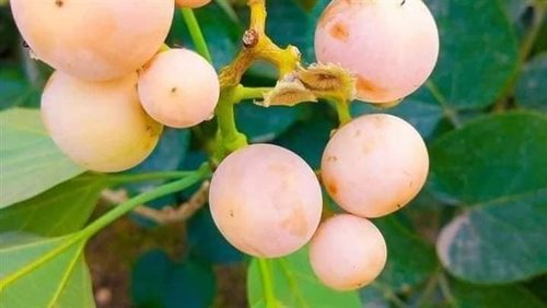 بمبر سكري حجم وسط