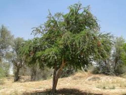 لوز هندي (شوكه مدراس )
