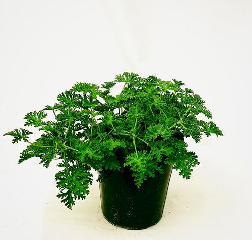 العطره
