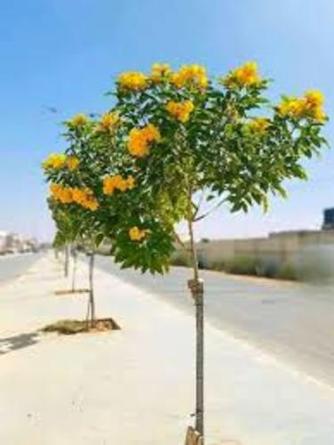 تكوما صفراء