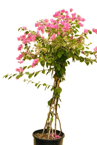 جهنميه ديكور الوان