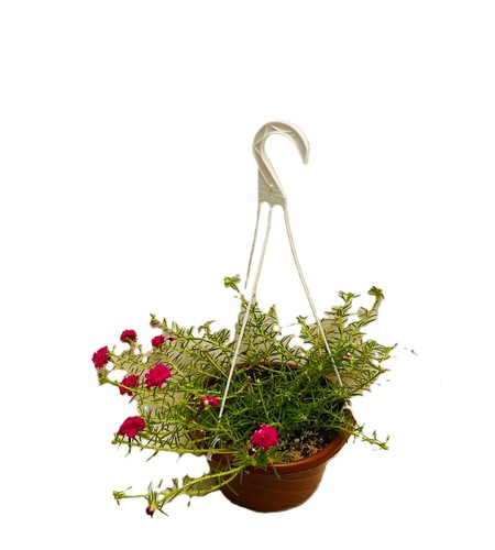 محكمه ( معلقه )