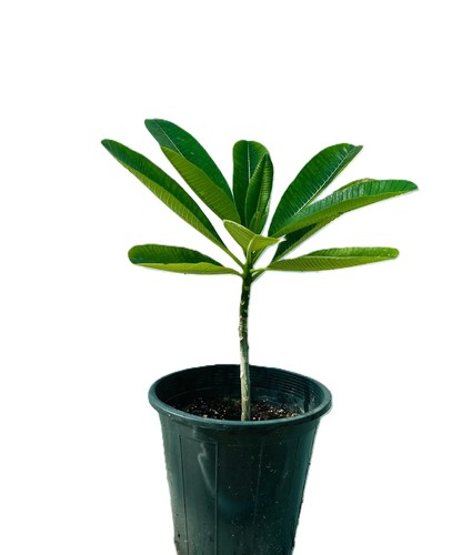 فتنه هنديه صغيره