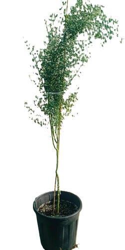 سيرسديوم حجم وسط