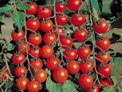 شتلات طماطم شيري - الصينيه 18 شتله  
 بذور F1 غزيره الانتاج  مقاومه للامراض والاصابات