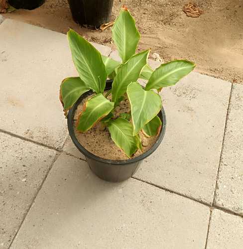 الزنبق- الكنه