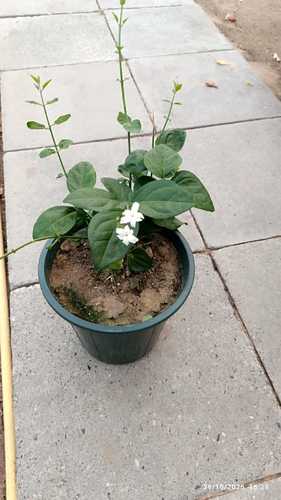 فل اسطنبولي