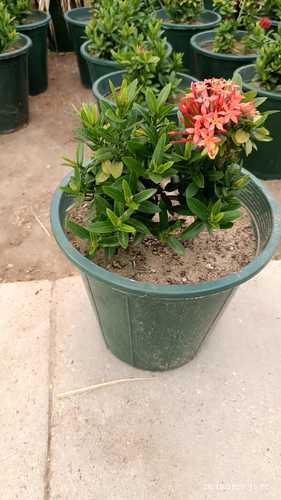 الاكزورا الاحمراء