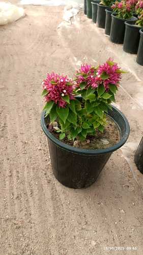 جهنميه قزمي وردي