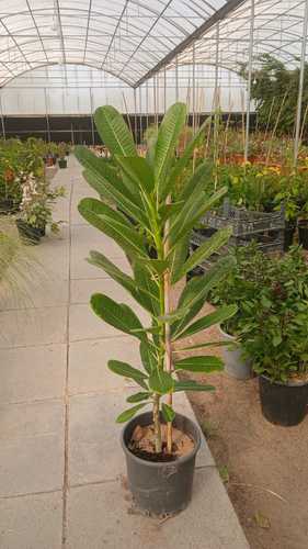 فتنه هنديه - شجرة معمره ومتحمله للشمس المباشره  متساقطه اوراق وانتبه جدا على الري في الشتاء والربيع لا تحتاج للري كثيرا والا سوف تتساقط اوراقها  لها زهور بيضاء لها رائحه زكيه  يصل ارتفاعها ٣ الى ٥ امتار وشجرة معمره  تستخدم كاشجار زينه في الحدائق ولا تعمر في احواض زراعيه  فقط وقت الزراعه جهز لها حفره بعمق متر وعرض متر  وتجهيز لها تربه غنيه بالبتموس والسماد والبرلايت  ويفضل تربة ابرار الجاهزه غنيه بكافة العناصر المهمه للنمو الري : شتاء وقت الحاجه والري خفيف وليس تغريق في الصيف مرتين باليوم