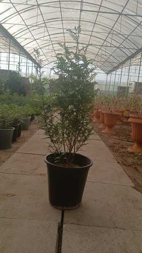 البخور هندي