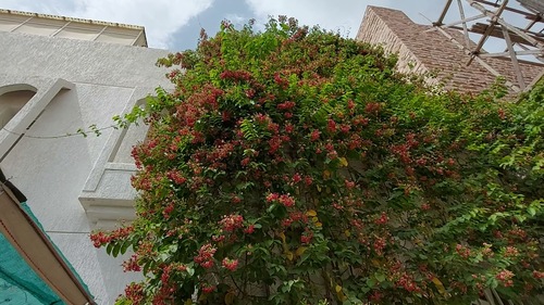 ياسمين هندي احمر كبير