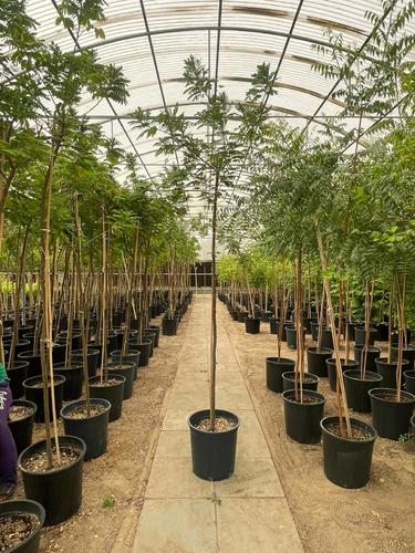 مشاتل أبرار - اكاسيا جلوكا حجم كبير