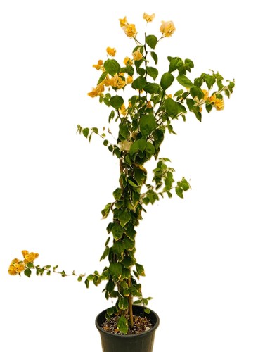 جهنميه حجم وسط