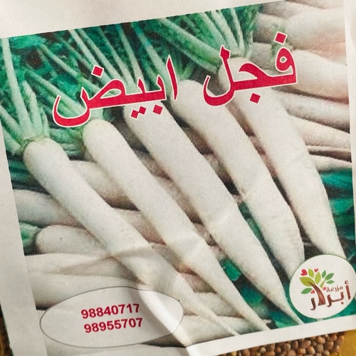 بذور فجل ابيض