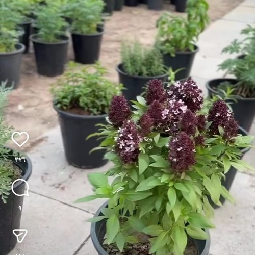 عرض العطريات 8 احواض - نعناع&nbsp; حبق&nbsp; روزميري&nbsp; شيح&nbsp; عطراه&nbsp; زعتر امريكي&nbsp; مشموم&nbsp; ريحان&nbsp; شذاب