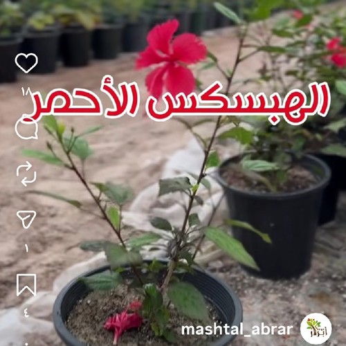 ورد الجمال الهبسكس الاحمر 8 احواض - اجعل حديقتك أو شرفتك تتوهج بألوان الطبيعة مع شتلات الهيبسكس الأحمر (Hibiscus) من نبات الخليج. تتميز هذه الشتلات بأزهارها الكبيرة الحمراء الزاهية التي تضيف لمسة من الجمال والحيوية لأي مساحة، سواء كانت حديقة، شرفة، أو بلكونة.


الهيبسكس الأحمر نبات دائم الخضرة، يتحمل أشعة الشمس المباشرة ويزدهر في التربة جيدة التصريف، مما يجعله مثالياً لكل محبي الزهور النابضة بالحياة. مع رعاية بسيطة، ستستمتع بأزهار رائعة تجذب الطيور والفراشات وتضفي أجواءً من الانتعاش والجمال الطبيعي.


مميزات الهيبسكس الأحمر:
أزهار حمراء كبيرة وجذابةنبات دائم الخضرة يناسب المناخ الحار والمعتدلمناسب للزراعة في الأصص أو الأرض مباشرةسهل العناية ويجذب الطيور والفراشات