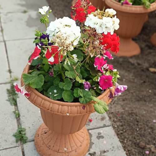 احواض الزهور ديكور