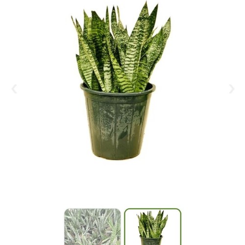 عرض جلد النمر10حبات - عرض جلد النمر 10حبات 15دنانير بعد الخصم