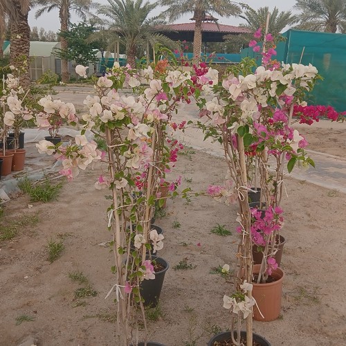 عرض الجهنمية 10حبات - الجهنمية المتسلقة نبات سريع النمو كثيف الازهار سهل الرعاية