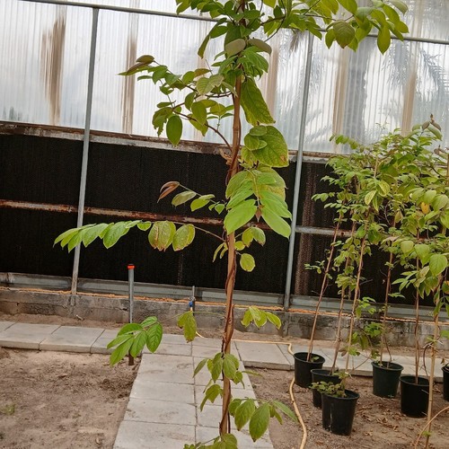 عرض الياسمين الهندي  10شتلات - الياسمين الهندي الاحمر المتسلق&nbsp; نبات سريع النمو&nbsp; كثيف الازهار قوي متحمل&nbsp; ذو رائحة فواحة