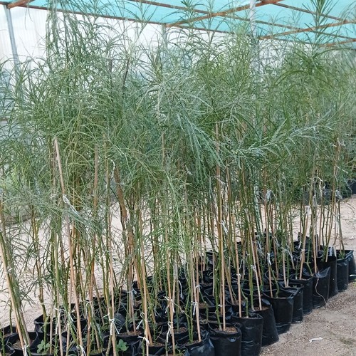 باركنسونيا