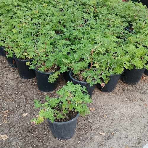 العطره
