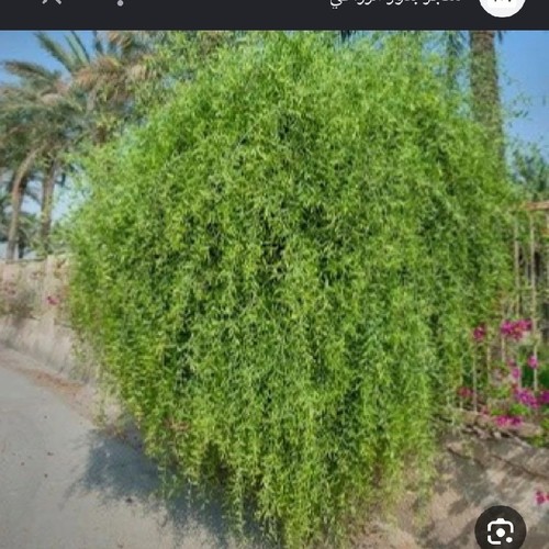 شجره أراك (٣شتلات بدينار )