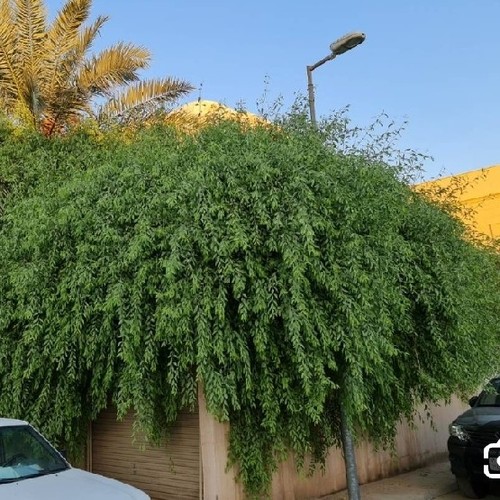 شجره أراك (٣شتلات بدينار )