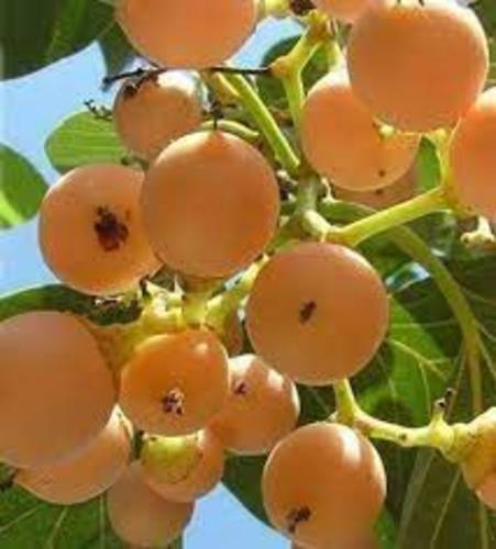 بمبر سكري حجم وسط
