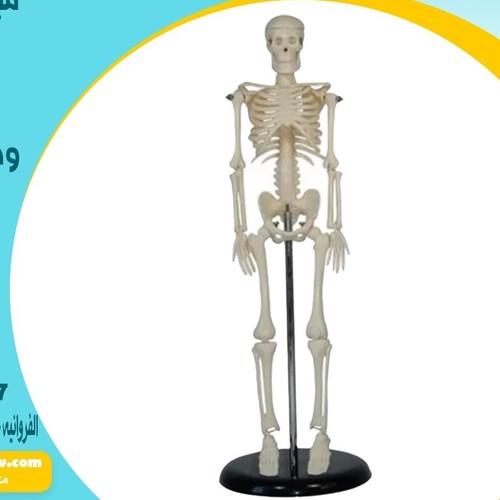 Medical Tech General Trading - adult skeleton simulator - Skeleton model for training and medical clinics