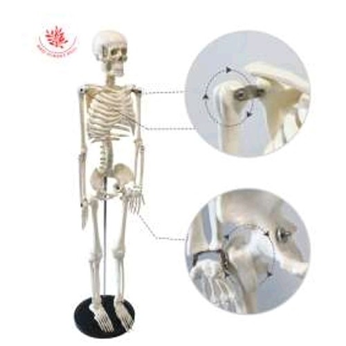 Medical Tech General Trading - 85cm human anatomical skeleton model