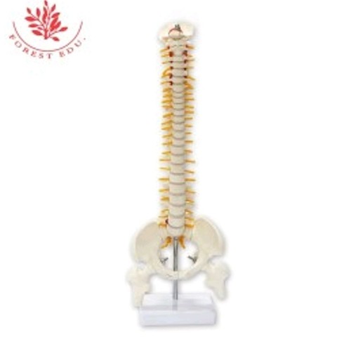 Medical Tech General Trading - 45 CM Human Anatomical Spine Model