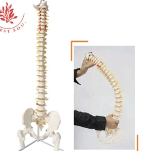 Medical Tech General Trading - 85 CM Life size human Spine model