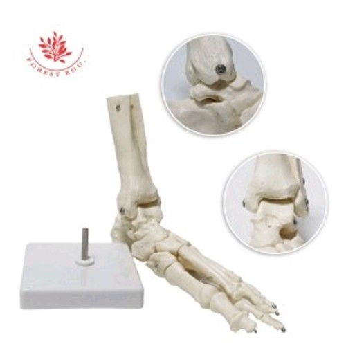 Medical Tech General Trading - Life Size human Anatomy Foot bone model