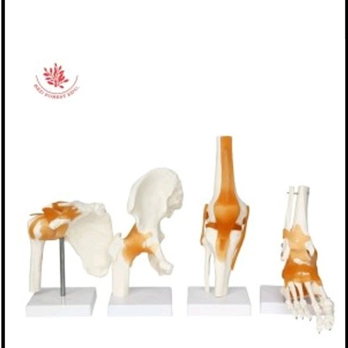 Medical Tech General Trading - Life Size Foot/shoulder/knees/ hips with ligament Joint Model