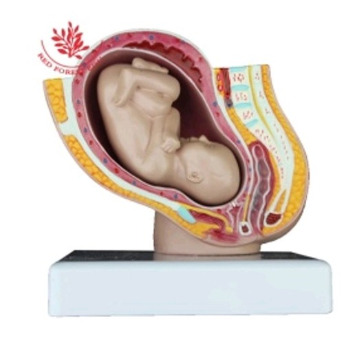 Medical Tech General Trading - Pelvic Pregnancy Fetus Model