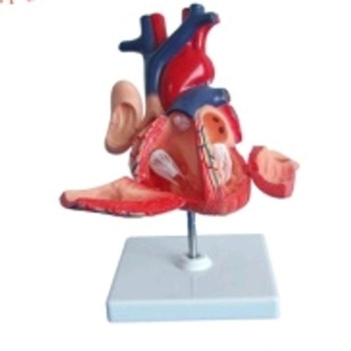 Medical Tech General Trading - Teaching resource Plastic human anatomical heart model