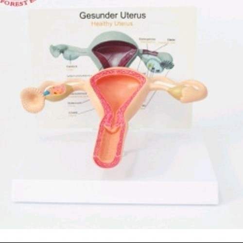 Medical Tech General Trading - Human Anatomy Model Female Normal Uterus Model