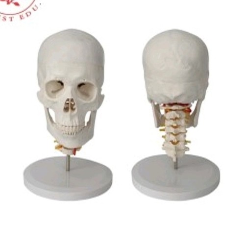 Medical Tech General Trading - 7 Cervical Vertebrae Human Cervical Skull Model